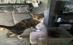 Domestic Shorthair cats for sale: 1 year old female - Image 2