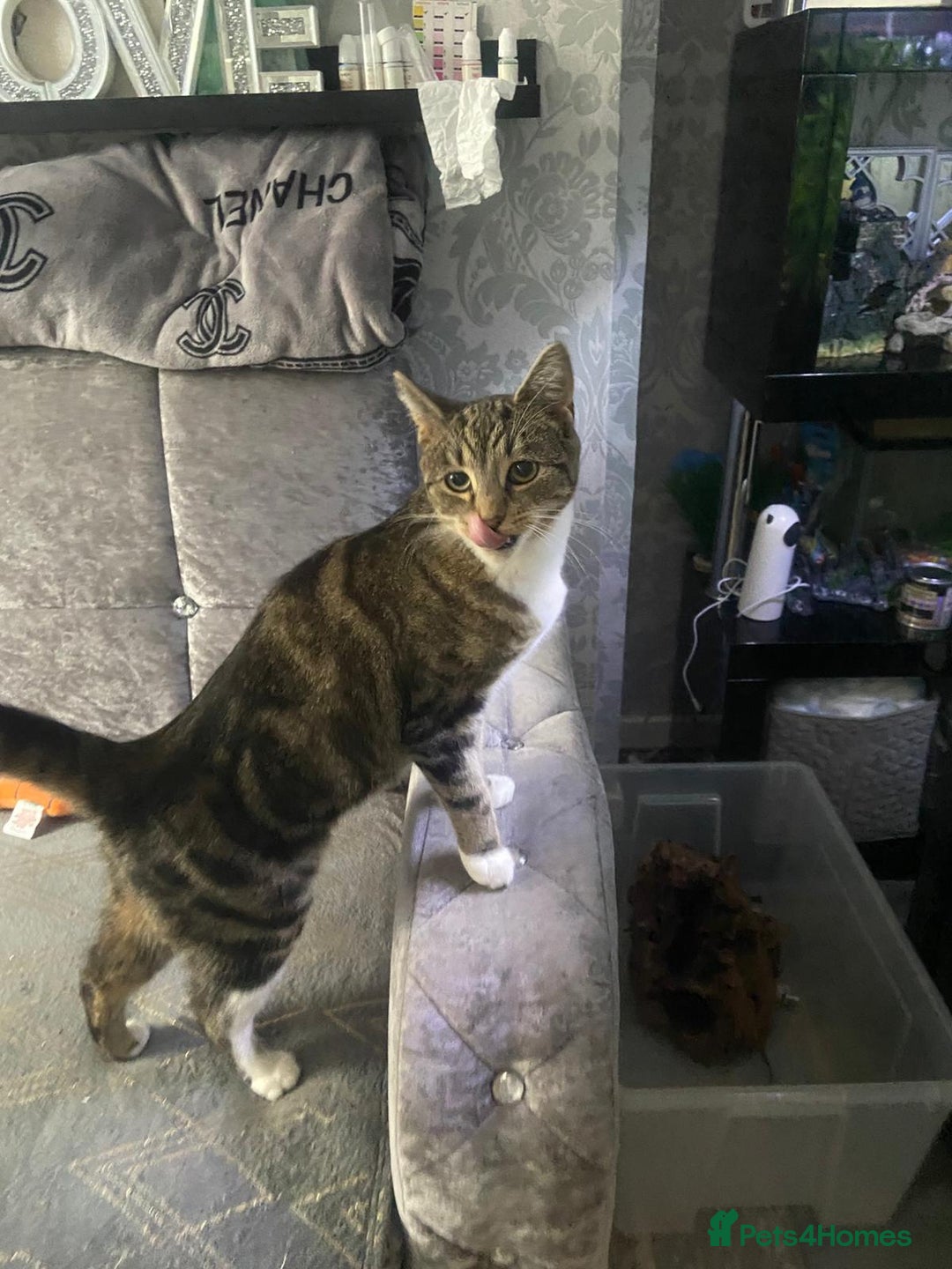 Domestic Shorthair cats for sale: 1 year old female - Image 2