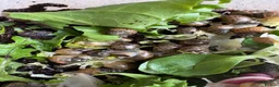 Snails invertebrates for sale: African snail babies  - Advert 10