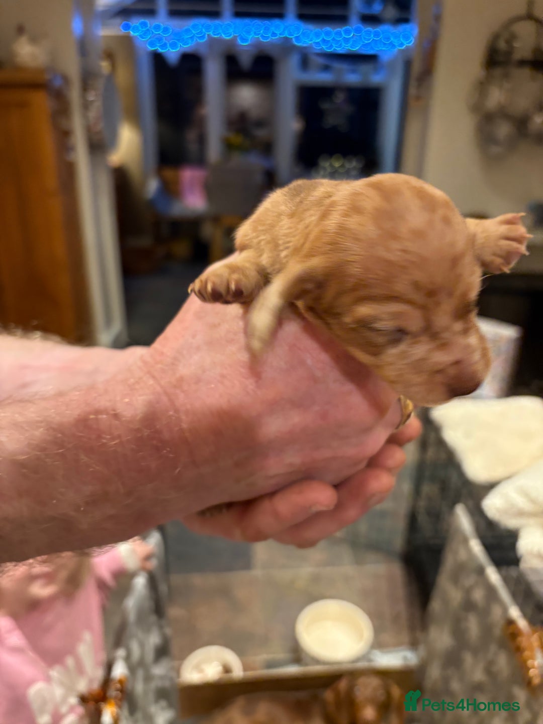 Miniature Dachshund dogs for sale: Smooth Miniature Daschund puppies  - Advert 16