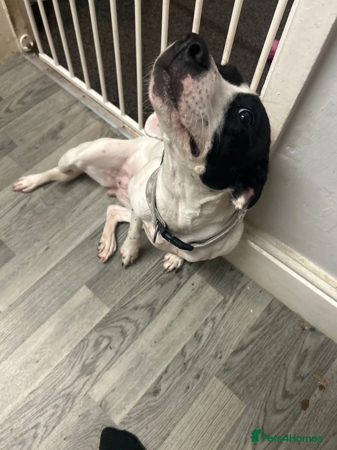 Mixed Breed dogs for sale: Bella  - Advert 2