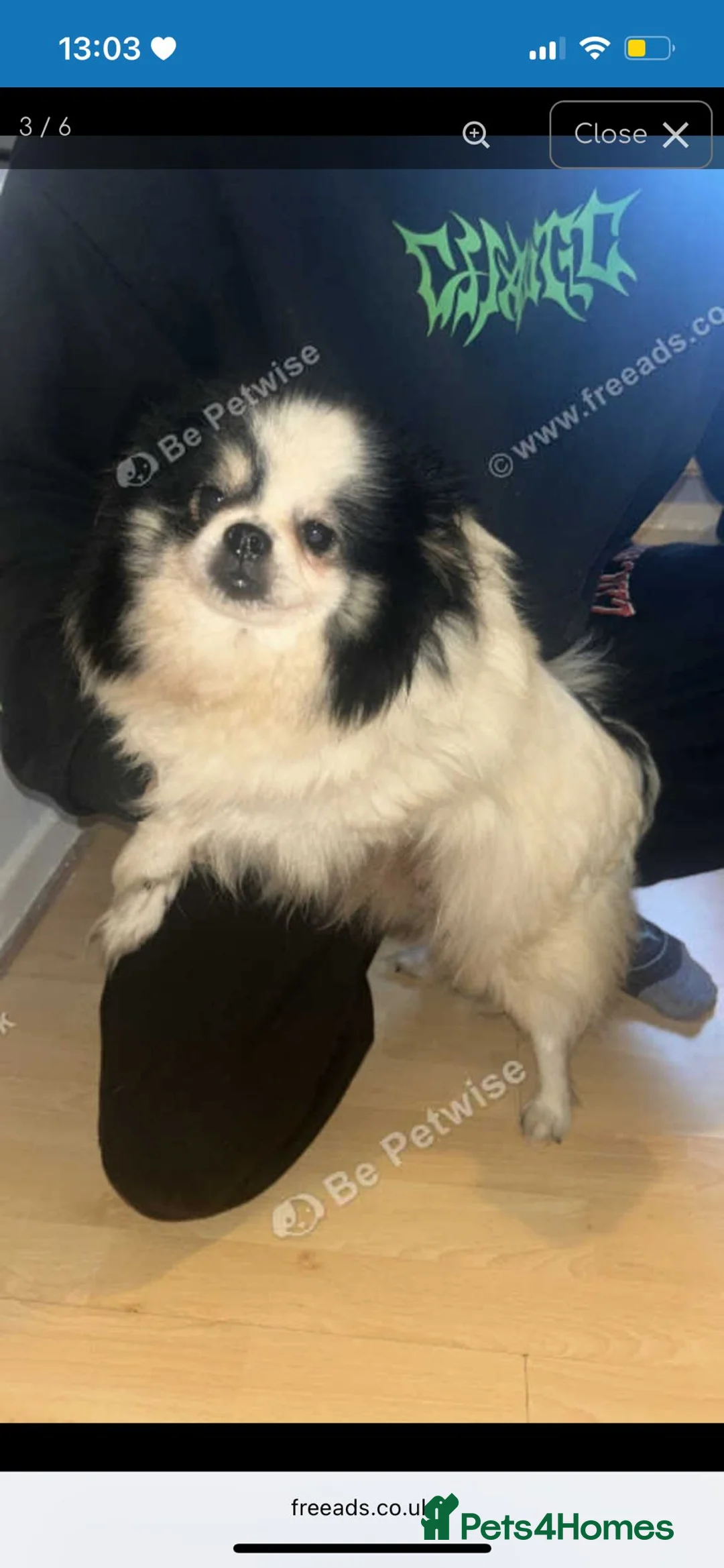 Pomeranian dogs for sale: Outstanding brother and sister pomeranin pups - Advert 1