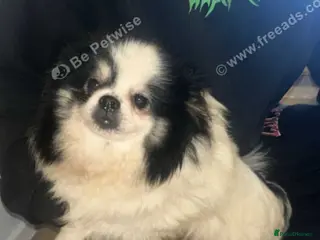 Pomeranian dogs Outstanding brother and sister pomeranin pups - Advert 4