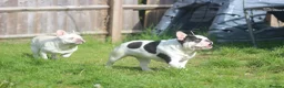 French Bulldog dogs for sale: X1 Platinum boy and x1 Black pied girl  - Advert 9