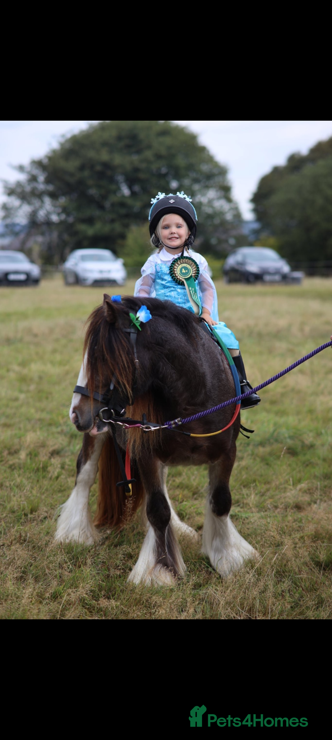 Irish Cob horses for sale: Knox 11.1 mini cob gelding  - Advert 2