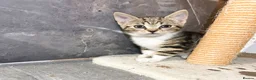 Mixed Breed cats for sale: Kittens  in Loughborough - Advert 4
