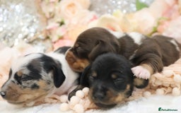 Miniature Dachshund dogs for sale: KC Miniature Dachshund Puppies - Image 15