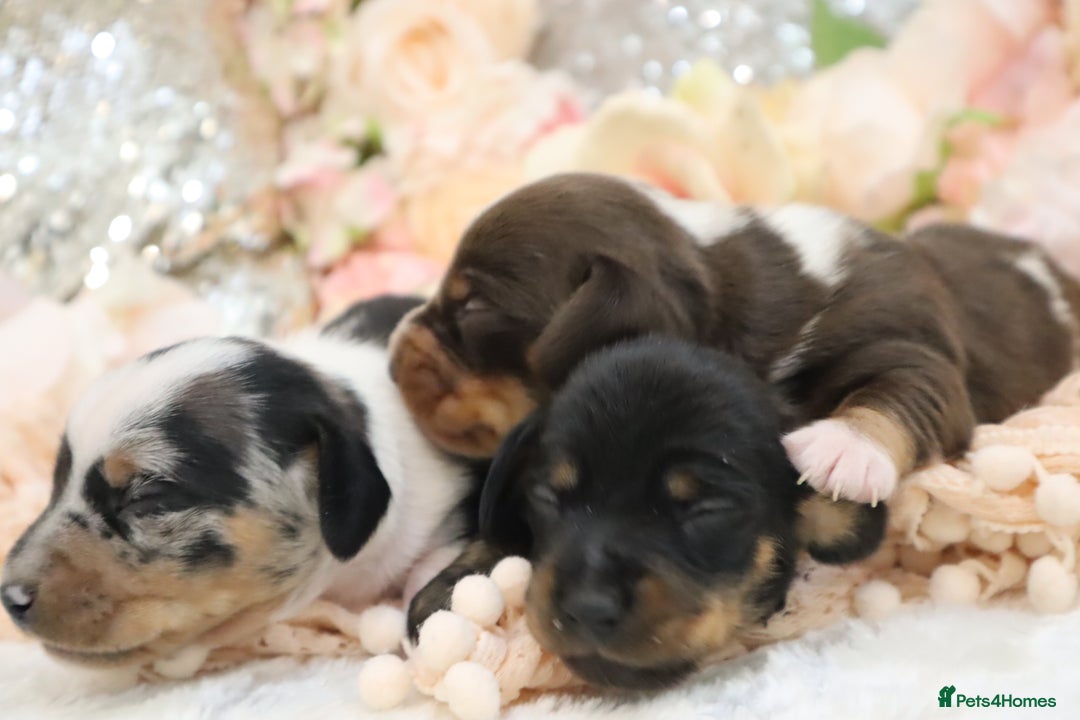 Miniature Dachshund dogs for sale: KC Miniature Dachshund Puppies - Image 15