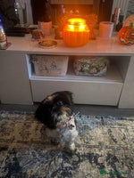 Shih Tzu dogs - Advert 3