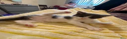 Mixed Breed cats for sale: Male kitten  - Advert 7