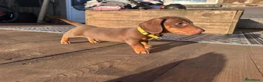Miniature Dachshund 1