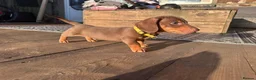 Miniature Dachshund dogs for sale: Dachshund puppies.. miniature  - Advert 10