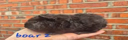 Guinea Pig rodents for sale: Various age piggies for sale - Advert 9