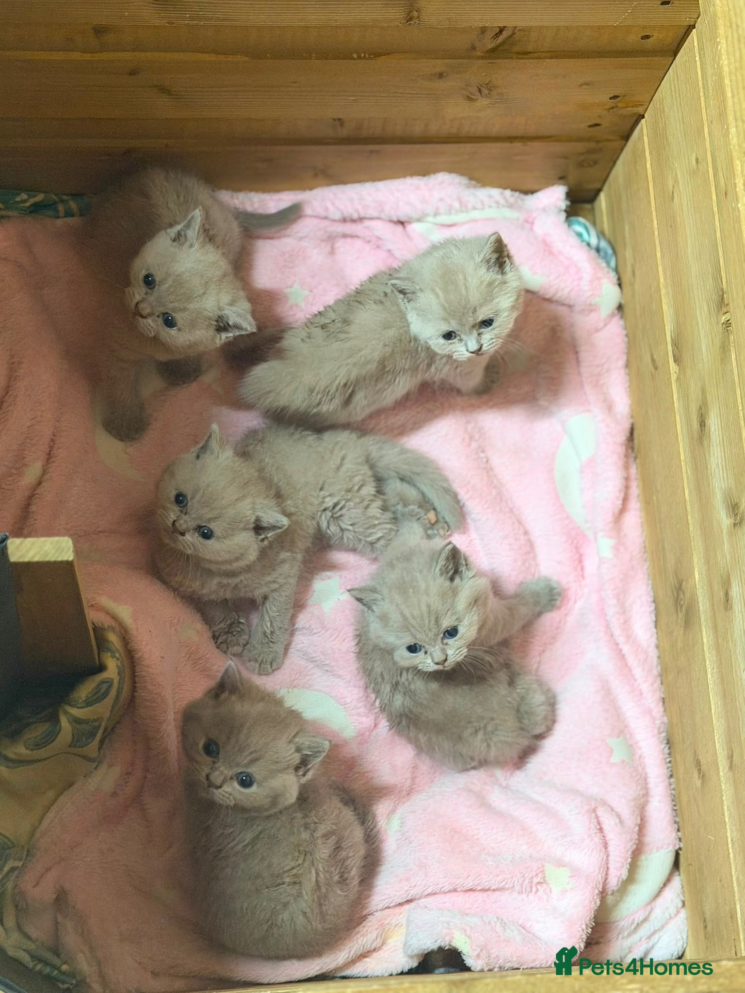 Brazilian Shorthair cats Gorgeous GCCF championship line BSH kittens - Advert 1