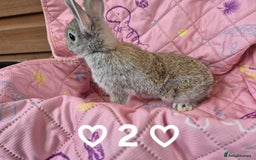 Netherland Dwarf rabbits for sale: Netherland and Mini Lion Lops - Image 8