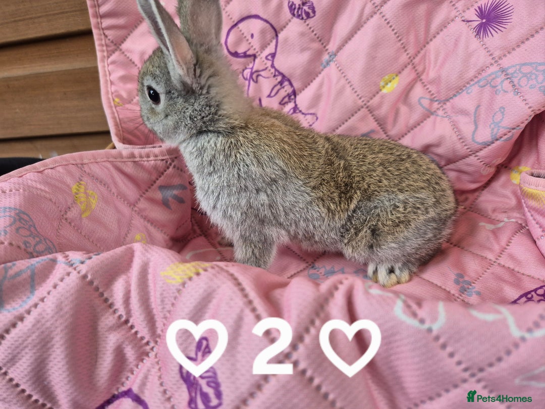 Netherland Dwarf rabbits for sale: Netherland and Mini Lion Lops - Image 8