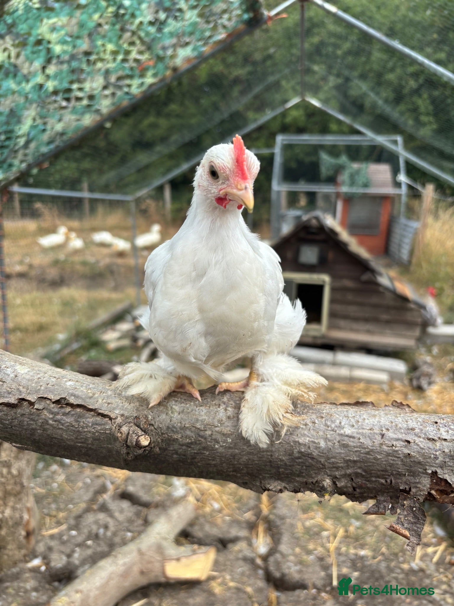 Chickens poultry Peking bantam - Advert 2