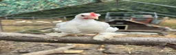 Chickens poultry for sale: Peking bantam in Leighton Buzzard - Advert 1