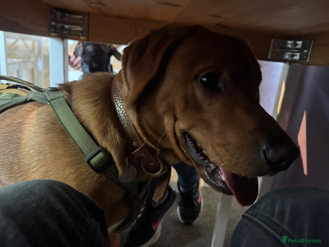 Labrador Retriever dogs for sale: 2 year old fox red lab - Advert 2