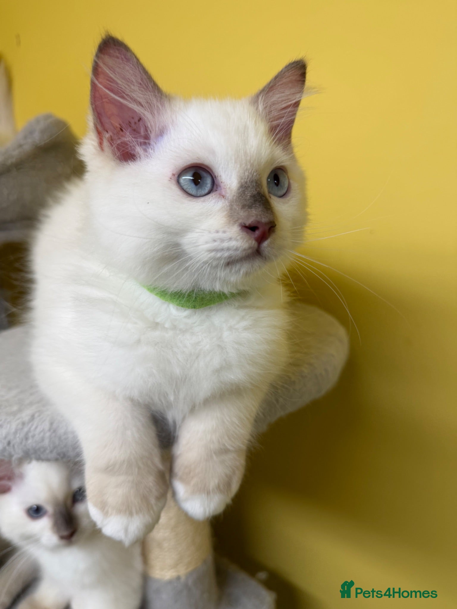 Ragdoll cats ⭐️TICA⭐️PEDIGREE⭐️Ragdoll Kittens✅HCM/PKD CLEAR✅ - Advert 2