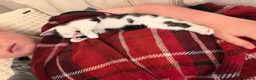 Mixed Breed cats for sale: Fluffy kittens ready for a new home  - Advert 12