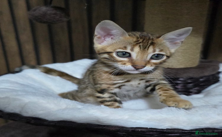 Bengal cats - Advert 2