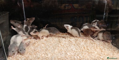 Rat rodents Baby Dumbo Rats Males and Females - Advert 2