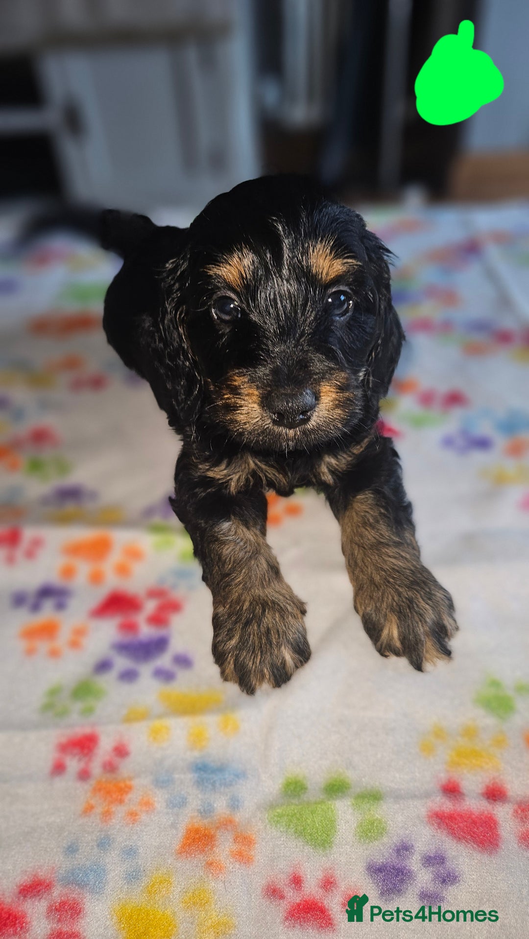 Cockapoo dogs for sale: Cockerpoo  - Image 24
