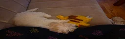 Malshi dogs for sale: 5 Months Old Malshi in Bootle - Advert 21