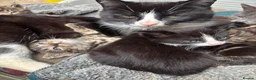 Mixed Breed cats for sale: Gorgeous kittens - Advert 2