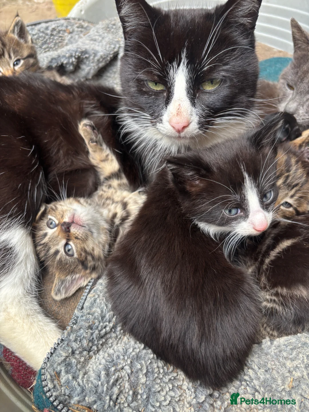 Mixed Breed cats for sale: Gorgeous kittens - Advert 2