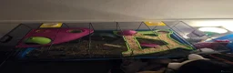 Hamster rodents for sale: Syrian Hamster - Advert 11