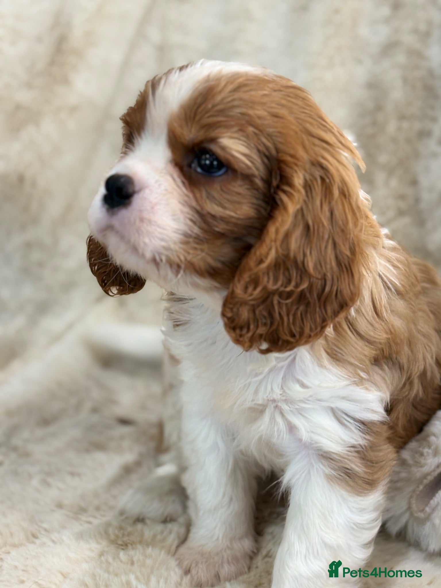 Cavalier King Charles Spaniel dogs Health tested cavalier pups  - Advert 2
