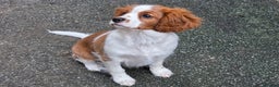 Cavalier King Charles Spaniel dogs for sale: KC Reg Cavalier King Charles pups Fully Vaccinated - Advert 14