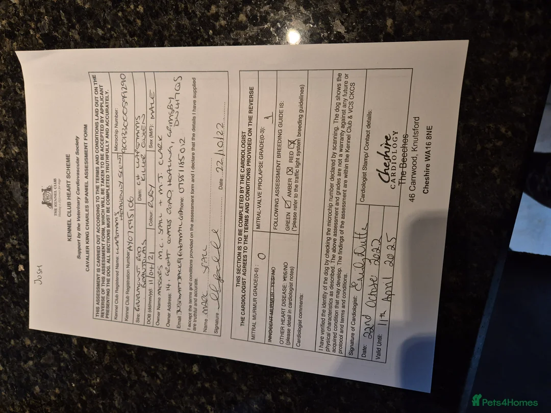 Cavalier King Charles Spaniel dogs for sale: Top quality Kc Reg CKC pups from champion lines - Advert 3