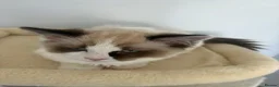 Ragdoll cats for sale: TICA REGISTERED PUREBRED RAGDOLL KITTENS AVAILABLE - Advert 18