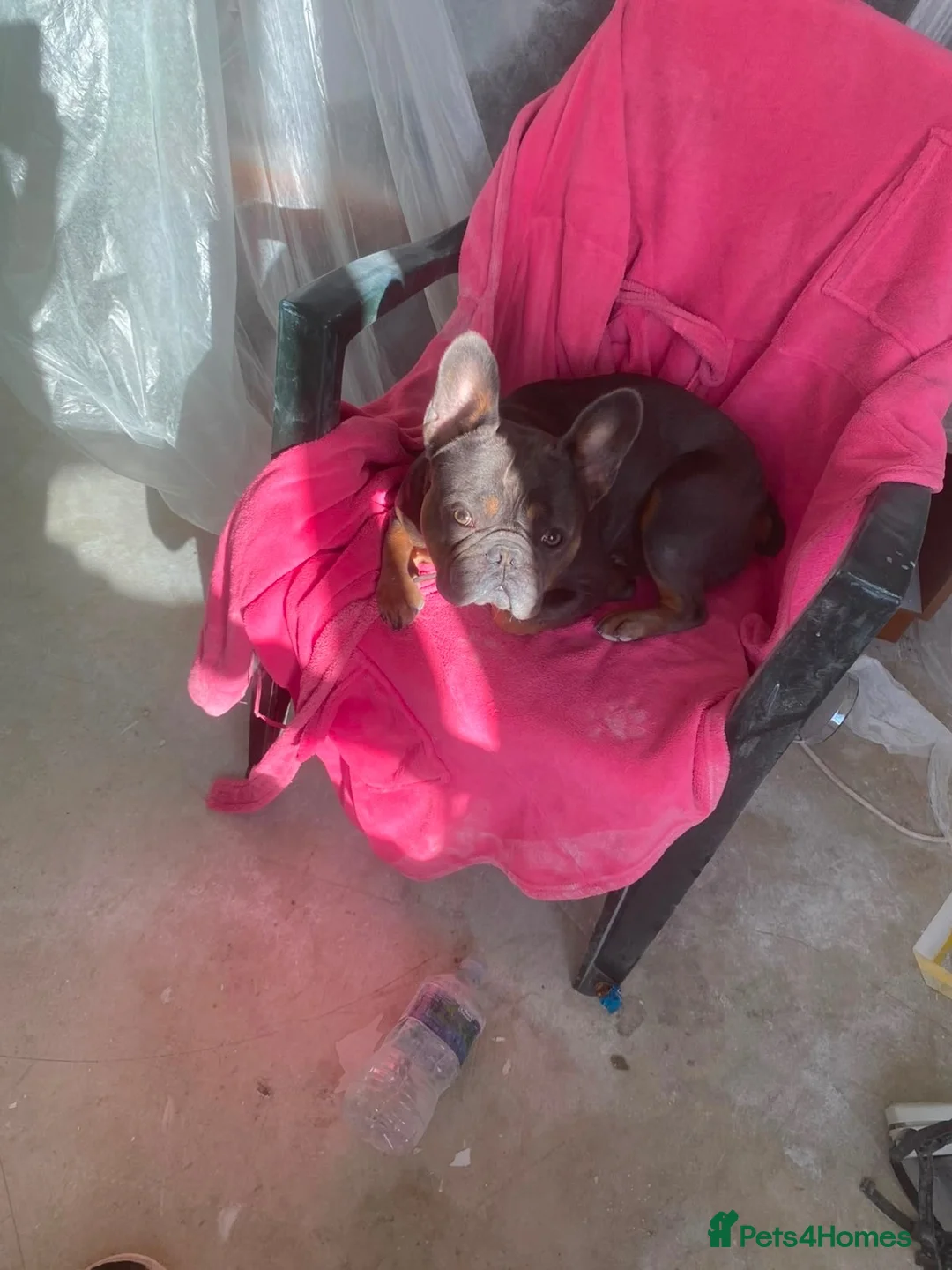 French Bulldog dogs for sale: French bull dog (£200-obo) in Taunton - Advert 1