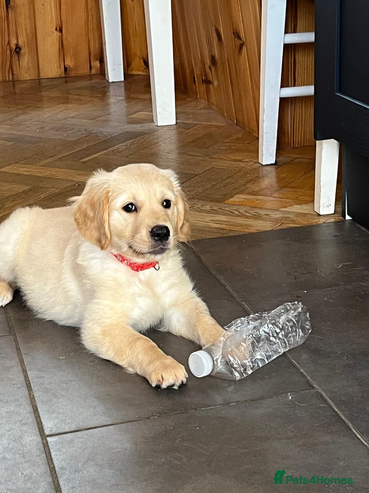 Golden Retriever dogs Ready Now Kennel Club Golden Retriever Puppy - Advert 2