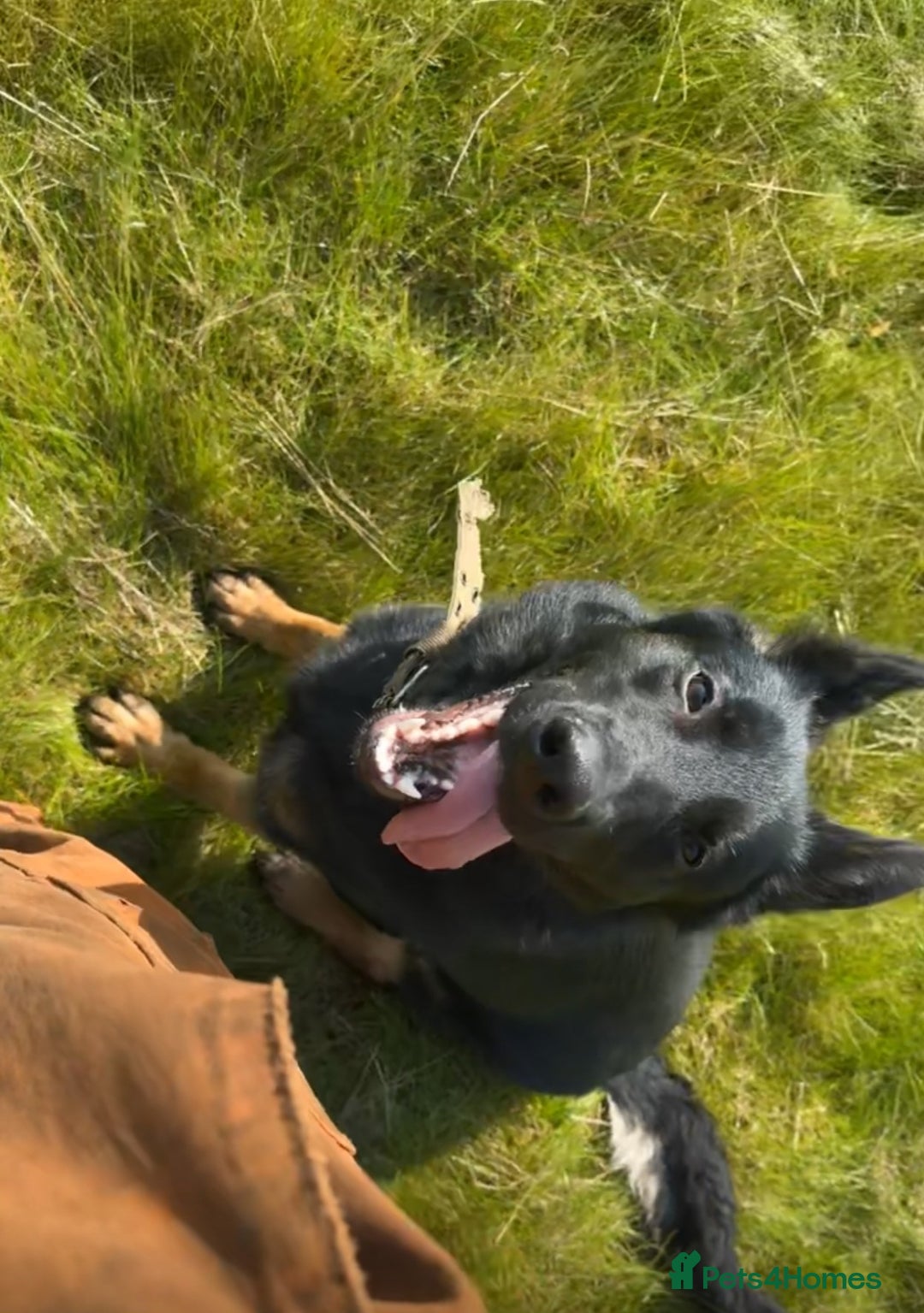 Mixed Breed dogs for sale: Belgian mallinois x German shepheard - Advert 4