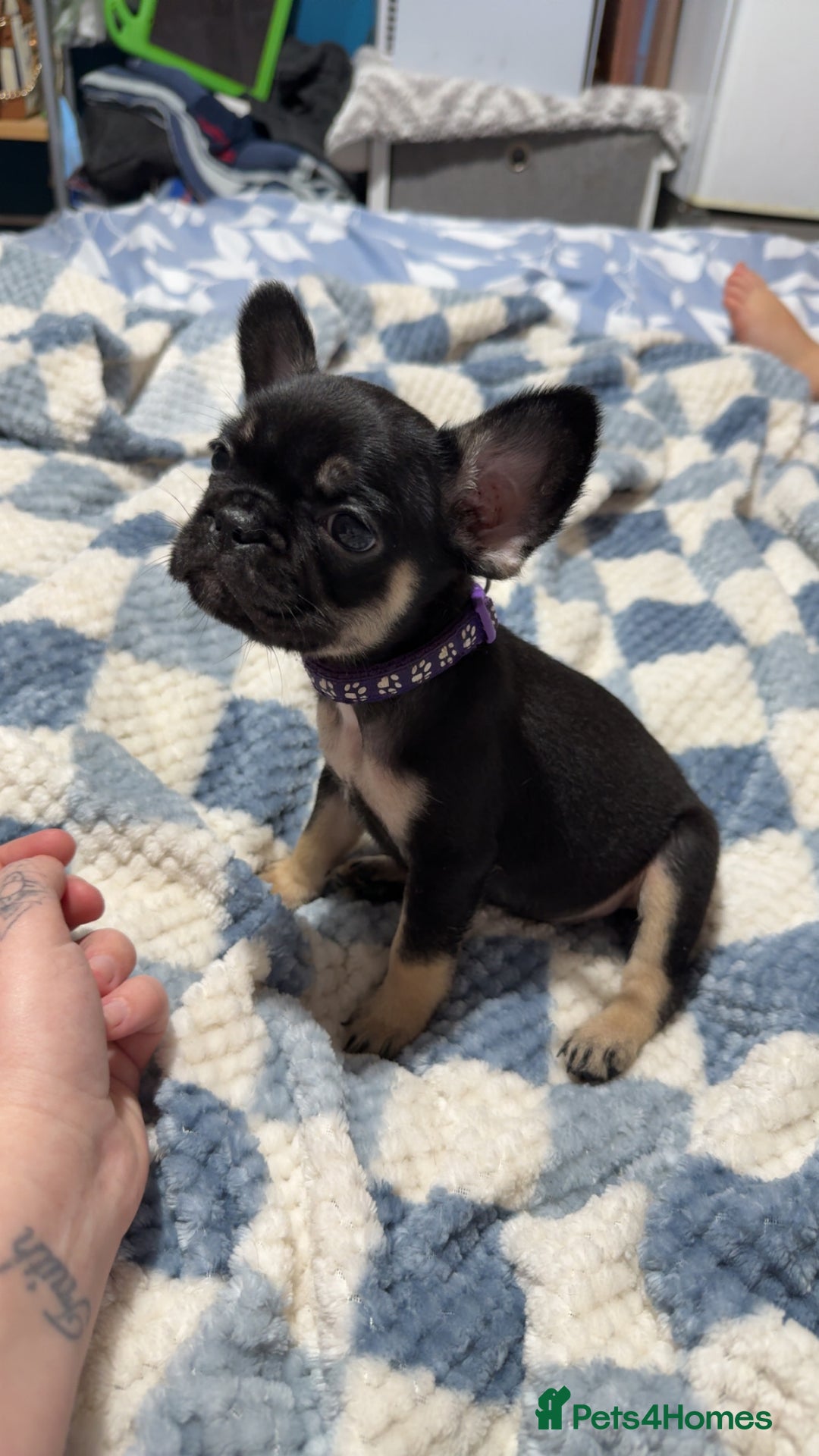 Frug dogs for sale: Frug puppys - Advert 2