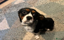 Cavalier King Charles Spaniel dogs for sale: Alfie the Cavalier King Charles - Image 3