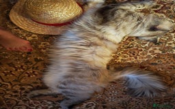 Siberian cats for sale: Siberian GCCFxGolden Chinchilla GCCF - Image 12