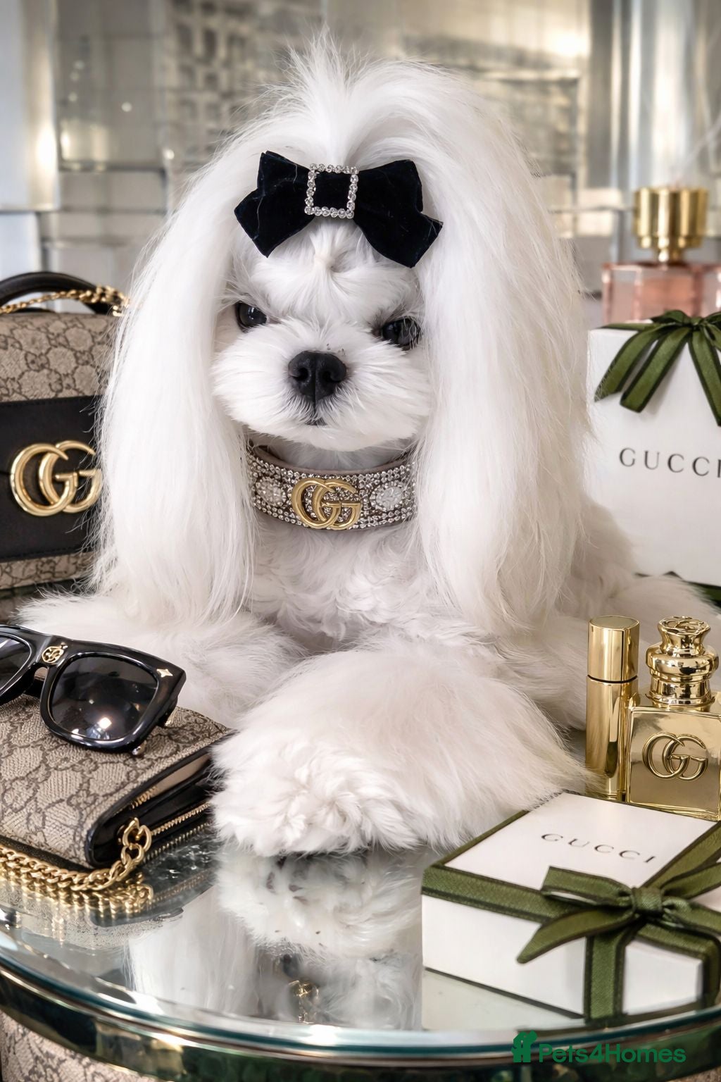 Maltese dogs 🖤 KC Reg Tiny Korean stud dog 🖤 - Advert 19