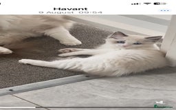 Ragdoll cats for sale: Available Now! GCCFReg   - Image 6