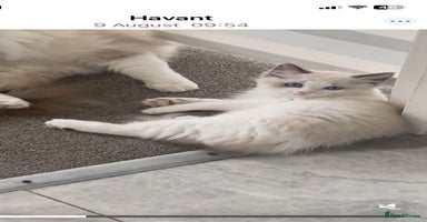 Ragdoll cats - Advert 11