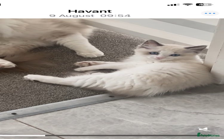 Ragdoll cats - Advert 1