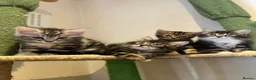 Mixed Breed cats for sale: kittens ready to leave now  - Advert 6