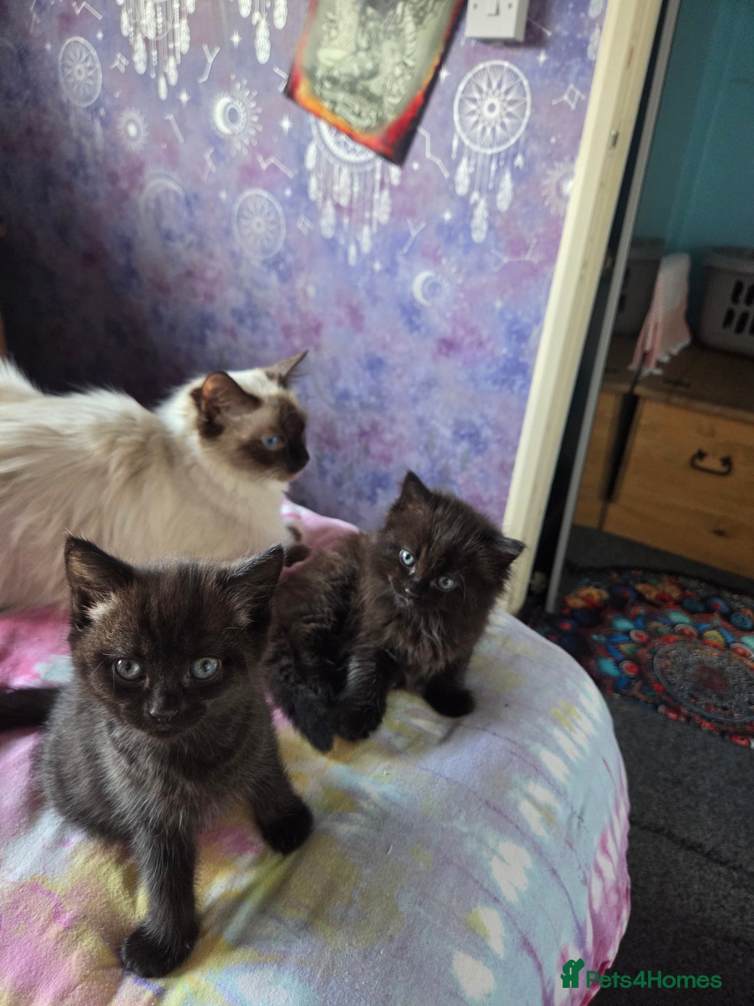 Ragdoll cats for sale: 2 x female 1/2 ragdoll kittens.  Gorgeous colours - Image 1