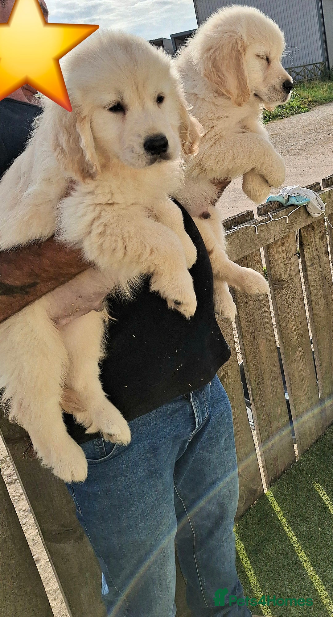 Golden Retriever dogs for sale: Golden Retreiver Puppies  - Image 3