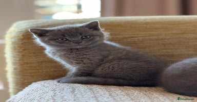 British Shorthair cats - Advert 4